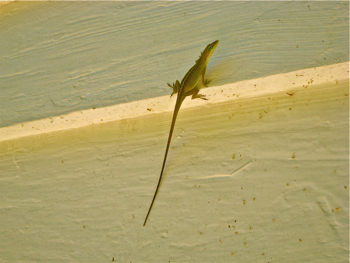 Anole lizard listening to a Roger Pinckney story on Daufuskie SC.jpg