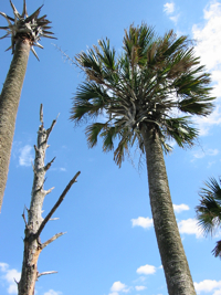 Hunting Island Beaufort South Carolina .jpg