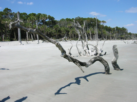 Hunting Island South Carolina.jpg