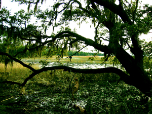 Live oaks on salt marsh.jpg