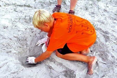 Volunteer in loggerhead turtle program .jpg