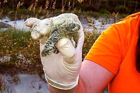 loggerhead turtle hatchling.jpg