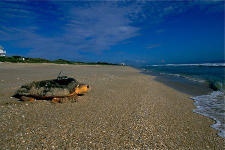 loggerhead turtle.jpg